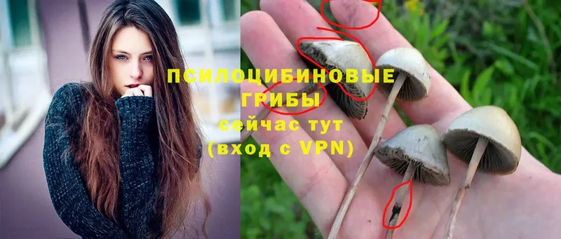 Псилоцибиновые грибы Cubensis  Углегорск 